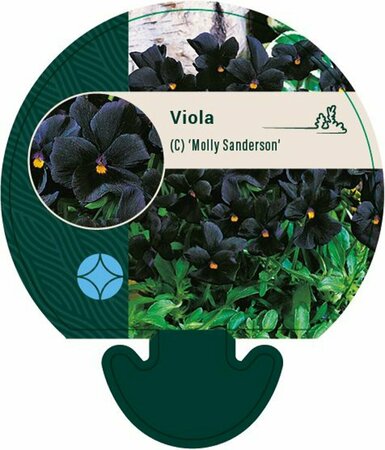 Viola cornuta 'Molly Sanderson' P9 - afbeelding 2