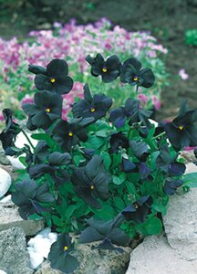 Viola cornuta 'Molly Sanderson' P9 - afbeelding 4