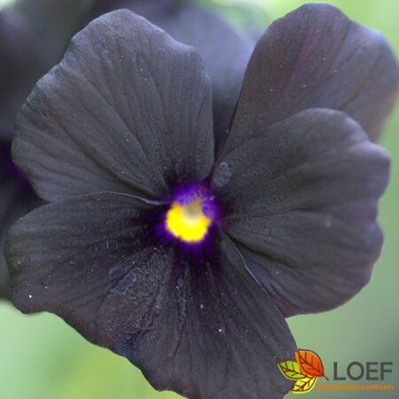 Viola cornuta 'Molly Sanderson' P9 - afbeelding 1