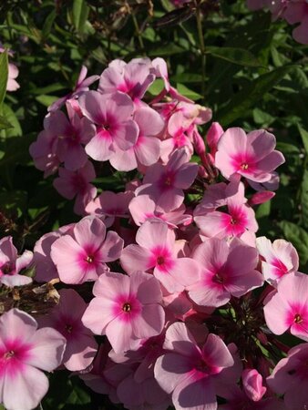 Phlox paniculata 'Bright Eyes' P9 - afbeelding 2