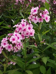 Phlox paniculata 'Bright Eyes' P9 - afbeelding 6