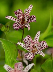 Tricyrtis hirta P9