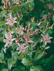 Tricyrtis hirta P9 - afbeelding 2