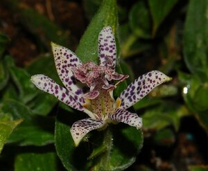 Tricyrtis hirta P9 - afbeelding 3