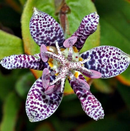 Tricyrtis hirta P9 - afbeelding 4