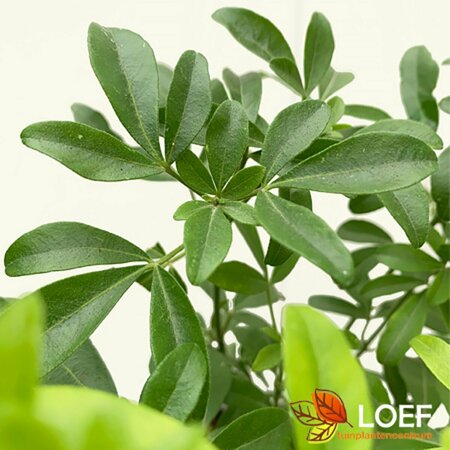 Choisya ternata 30/40 C.