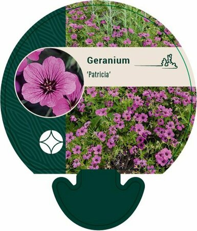 Geranium 'Patricia' P9 - afbeelding 1
