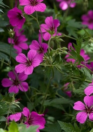 Geranium 'Patricia' P9 - afbeelding 4