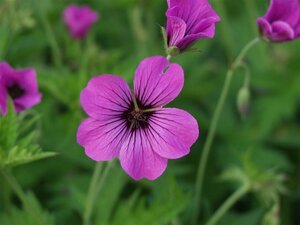 Geranium 'Patricia' P9 - afbeelding 5