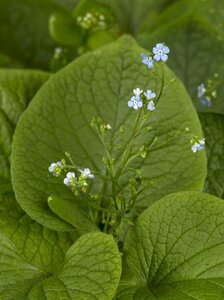 Brunnera macrophylla P9 - afbeelding 2