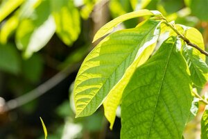 Asimina triloba 'Sunflower' 80/100 C. - afbeelding 1