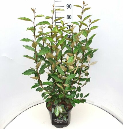 Elaeagnus ebbingei 'Compacta' 80/100 C. - afbeelding 2