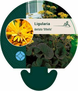 Ligularia dentata 'Othello' P9 - afbeelding 4