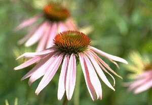 Echinacea purpurea P9 - afbeelding 2