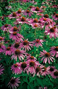 Echinacea purpurea P9 - afbeelding 7