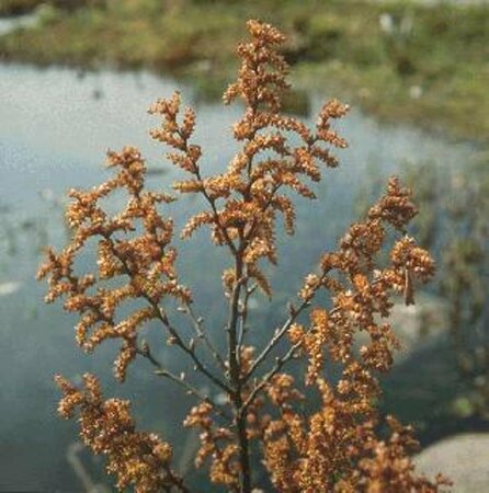 Myrica gale 30/40 C. - afbeelding 1