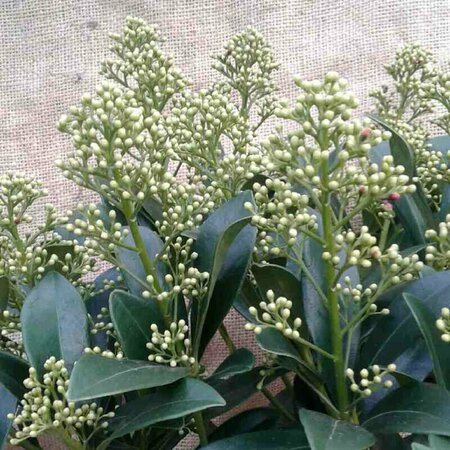 Skimmia japonica 'Finchy' 25/30 C. - afbeelding 1