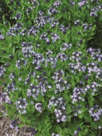 Amsonia 'Blue Ice' P9 - afbeelding 4
