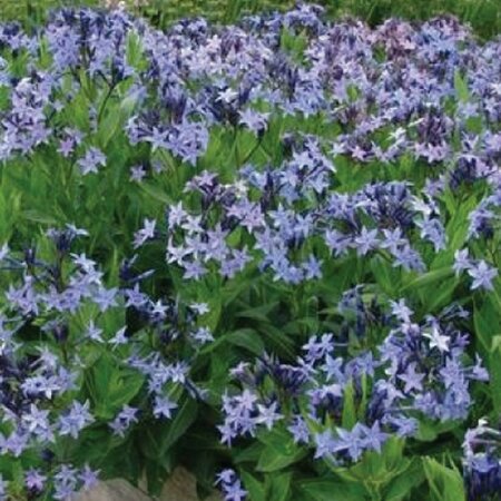 Amsonia 'Blue Ice' P9 - afbeelding 3