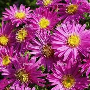 Aster dumosus 'Jenny' P9 - afbeelding 1