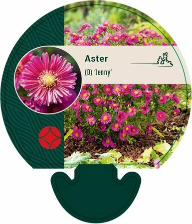 Aster dumosus 'Jenny' P9 - afbeelding 9