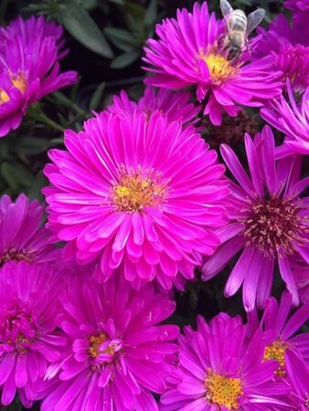 Aster dumosus 'Jenny' P9 - afbeelding 5