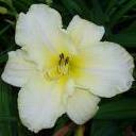 Hemerocallis 'Arctic Snow' P9 - afbeelding 3