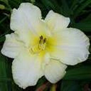 Hemerocallis 'Arctic Snow' P9 - afbeelding 3