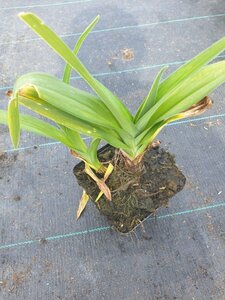 Hemerocallis 'Arctic Snow' P9 - afbeelding 2