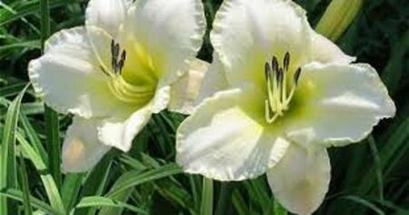 Hemerocallis 'Arctic Snow' P9 - afbeelding 4