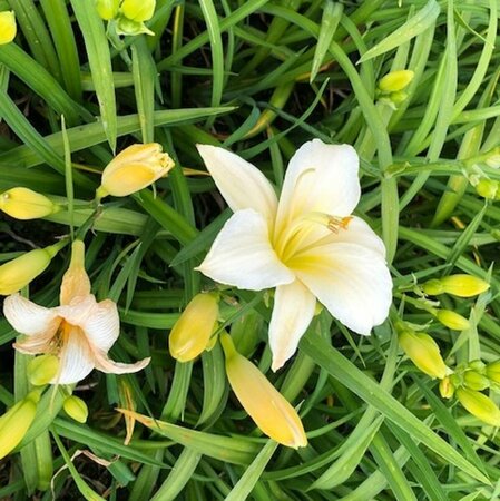 Hemerocallis 'Arctic Snow' P9 - afbeelding 5