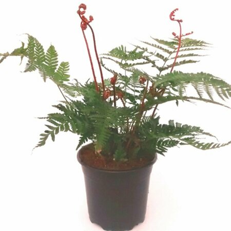 Dryopteris erythrosora 'Brilliance' P11 - afbeelding 3