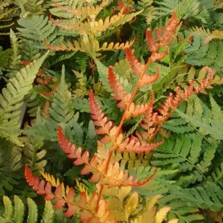 Dryopteris erythrosora 'Brilliance' P11 - afbeelding 4
