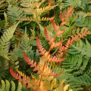 Dryopteris erythrosora 'Brilliance' P11 - afbeelding 4