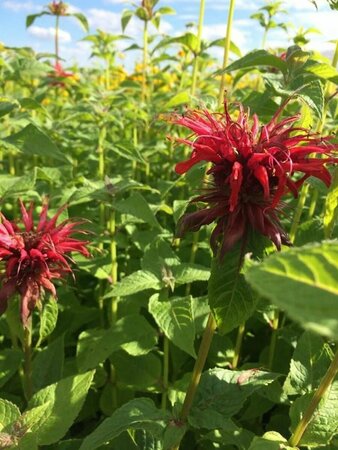 Monarda 'Cambridge Scarlet' P9 - afbeelding 8