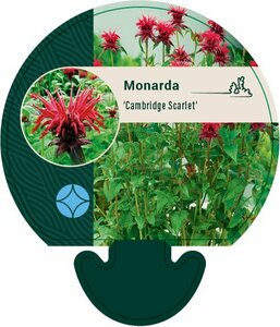 Monarda 'Cambridge Scarlet' P9 - afbeelding 2