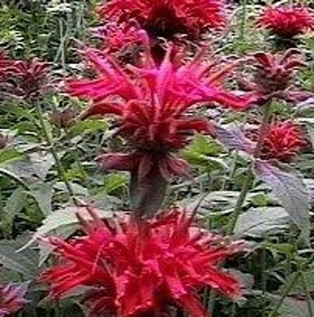 Monarda 'Cambridge Scarlet' P9 - afbeelding 6