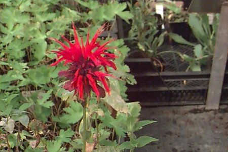 Monarda 'Cambridge Scarlet' P9 - afbeelding 1