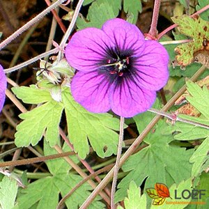 Geranium 'Ann Folkard' P9 - afbeelding 2