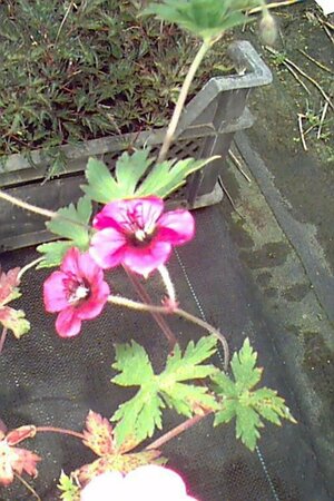 Geranium 'Ann Folkard' P9 - afbeelding 3