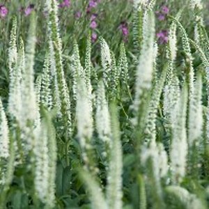 Veronica longifolia 'Schneeriesin' P9