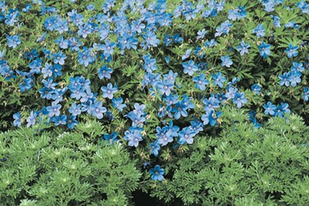 Geranium 'Johnson's Blue' P9 - afbeelding 3