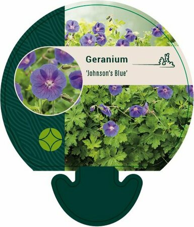 Geranium 'Johnson's Blue' P9 - afbeelding 4