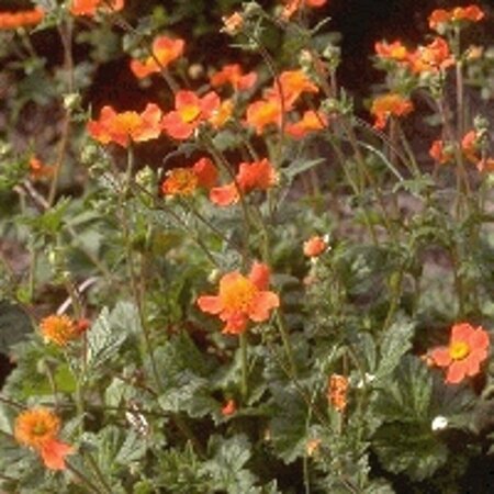 Geum coccineum 'Borisii' P9 - afbeelding 4