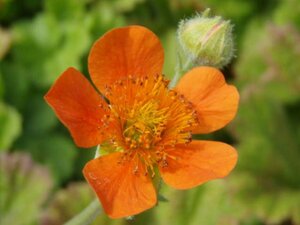 Geum coccineum 'Borisii' P9 - afbeelding 5
