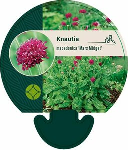 Knautia macedonica 'Mars Midget' P9 - afbeelding 2