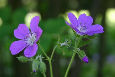 Geranium sylvaticum 'Mayflower' P9 - afbeelding 2
