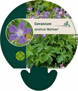 Geranium sylvaticum 'Mayflower' P9 - afbeelding 5