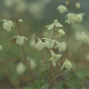 Epimedium grandiflorum P9 - afbeelding 1