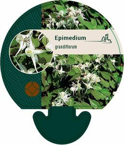 Epimedium grandiflorum P9 - afbeelding 3